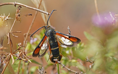Pyropteron chrysidiforme