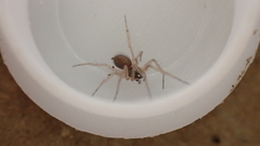 Trichoncus helveticus