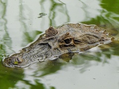 Caiman latirostris