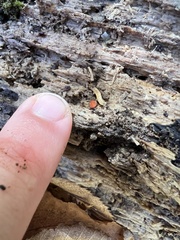 Scutellinia