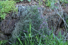 Glycine rubiginosa