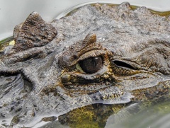 Caiman latirostris