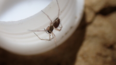 Trichoncus helveticus