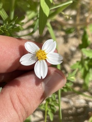 Coreocarpus parthenioides