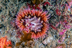 Actiniidae