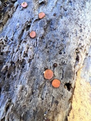 Scutellinia