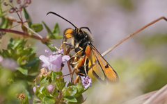 Pyropteron chrysidiforme
