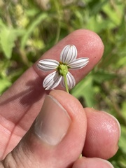 Coreocarpus parthenioides