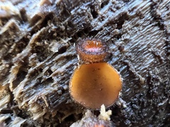 Scutellinia