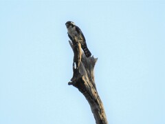 Microhierax fringillarius