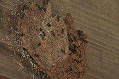 Metapolybia