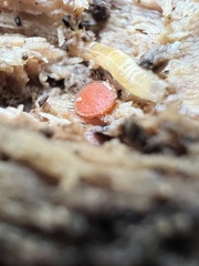 Scutellinia