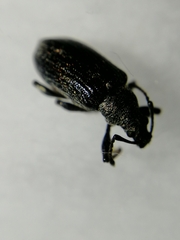 Phyllobius pyri