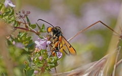 Pyropteron chrysidiforme