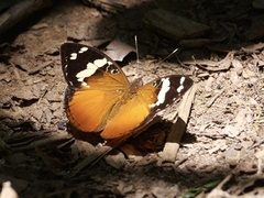 Aterica rabena