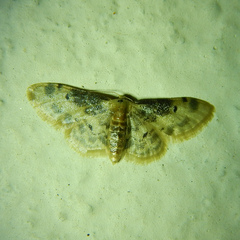 Idaea filicata