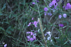 Glycine rubiginosa