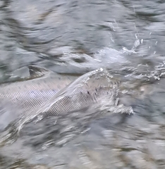 Salmo salar