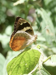 Aterica rabena