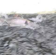 Salmo salar