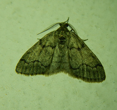 Tephronia sepiaria