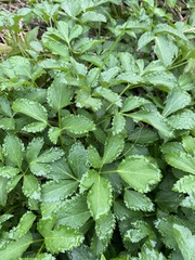Zizia aurea