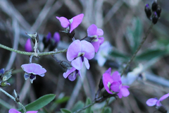 Glycine rubiginosa