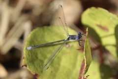 Lestes congener