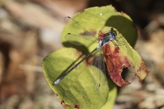 Lestes congener