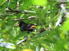 Psarocolius decumanus