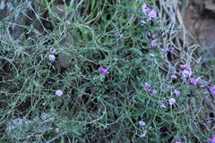 Glycine rubiginosa