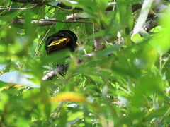 Psarocolius decumanus