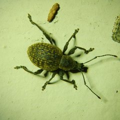 Otiorhynchus