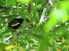 Psarocolius decumanus