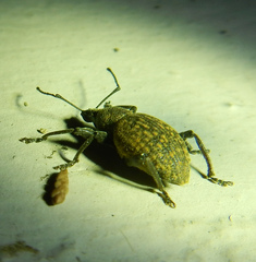 Otiorhynchus