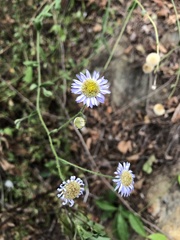 Aster panduratus