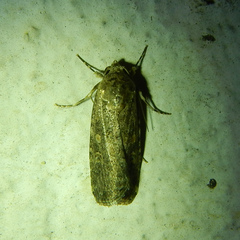 Spodoptera exigua