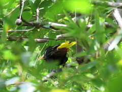 Psarocolius decumanus