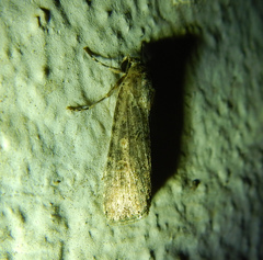 Spodoptera exigua