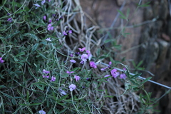 Glycine rubiginosa