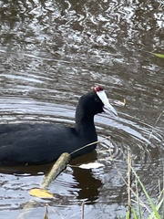 Fulica cristata