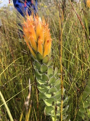 Mimetes pauciflorus