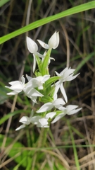 Habenaria malintana