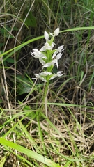 Habenaria malintana