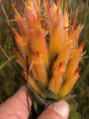 Mimetes pauciflorus