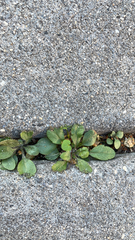 Arabidopsis thaliana