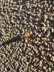Cochlicella