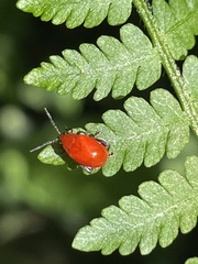Cucujiformia