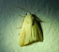 Pardoxia graellsii