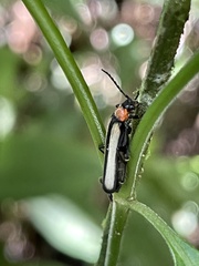 Discodon cinctum